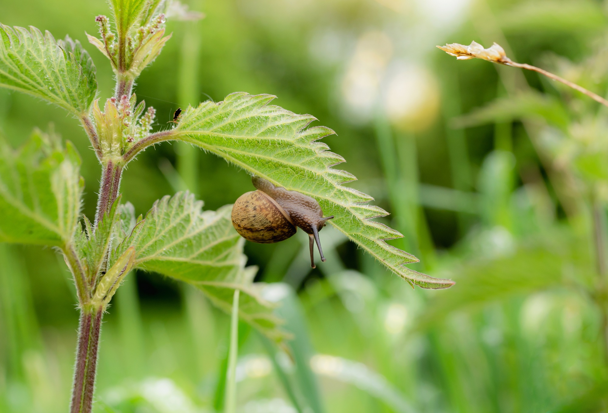 remède escargots