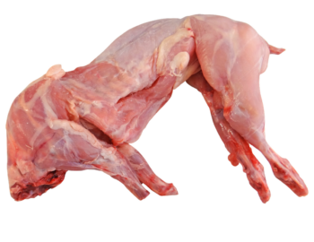 lapin